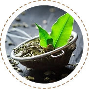 Green Tea Extract